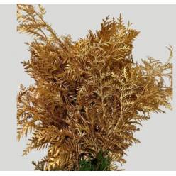 Tuya Pint. Oro Antic