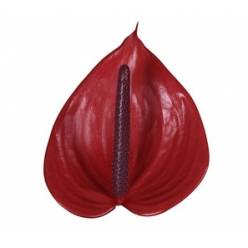Anthurium Hol. Cerato 9  "CC20"