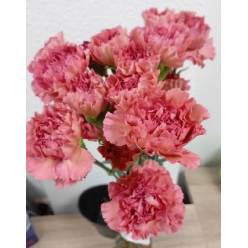 Clavel Col. Fancy Dorotea