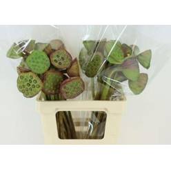 Nelumbo Nucifera 55cm