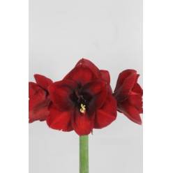 Amaryllis Ga Night Fever "CC12" Rj.