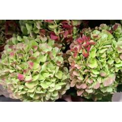 Hortensia Hol. Verena Classic 80cm 16/18 Bic.