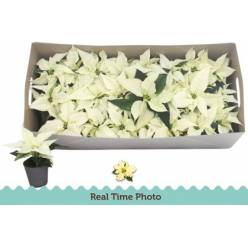 P. Poinsetia P Alaska 6/15cm "CC24"