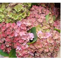 Hortensia Hol. Royal Kiss Classic 50cm 16/18