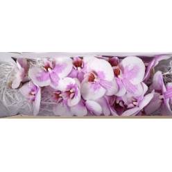 Phalaenopsis Okayama x25 (7 Dias - 2)