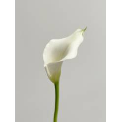 Calla Captain Ventura 55cm (7 Dias - 2)