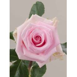 Rosa Ecu. Jessika 60cm (7 Dias - 2)