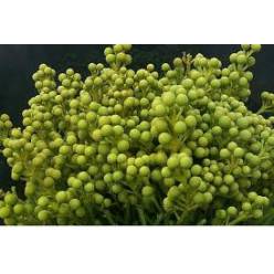 Safari Berz. Abrotanoides 50cm (7 Dias - 2)