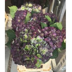Hortensia Hol. Magic Elbtal Classic 50cm 16/18 (7 Dias - 2)