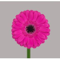Gerbera Mini Hol. Anna Fx. "T20" (7 Dias - 2)