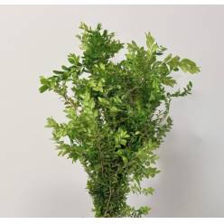 Boj Italia "Buxus" 60cm 200gr "Paquete" (7 Dias - 2)
