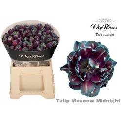 Tulipan Hol. Tint. Doble Moscow Midnight 40cm "T50" (7 Dias - 2