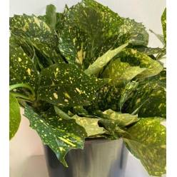 Aucuba Italia 250gr (7 Dias - 2)