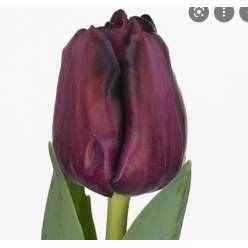 Tulipan Hol. Red Saigon 40cm Gr. (7 Dias - 2)