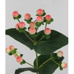 Hypericum Hol. Tiamo 50cm Rs (7 Dias - 2)