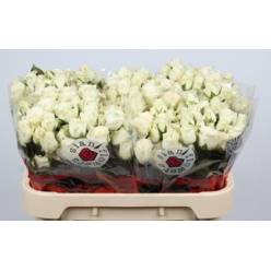 Ramificada Snowy Blossoms 70cm Bl. (7 Dias - 2)