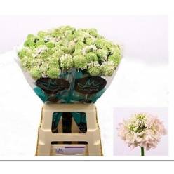 Scabiosa Ecu. Focal Vanilla 60cm (7 Dias - 2)