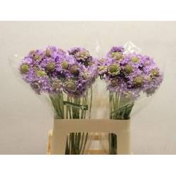 Scabiosa Ecu. Focal Lavander 60cm (7 Dias - 2)