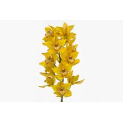 Cymbidium Yellow King 80cm (7 Dias - 2)