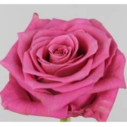 Rosa Hol. Tan Charlotte 50cm A2 (7 Dias - 2)