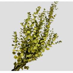 Eucalipto Cinerea Nacional Pintado Verde (7 Dias - 2)