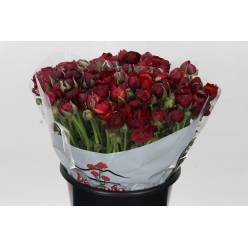 Ranunculos Italia Elegance Burdeos 45cm (7 Dias - 2)