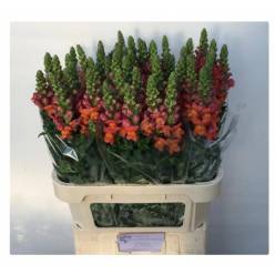 Antirrhinum Italia Orange 70cm (7 Dias - 2)