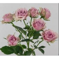 Ramificada Motown 60cm Mal (7 Dias - 2)