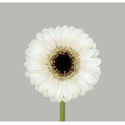 Gerbera Mini Hol. Olaf Bl "T20" (7 Dias - 2)