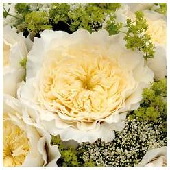 Rosa Ecu. Austin Patience 50cm Cr (7 Dias - 2)