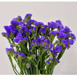 Statice Italia Azul 70cm "T25" (7 Dias - 2)