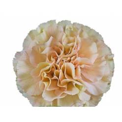 Clavel Col. Select Creta Cr. (7 Dias - 2)