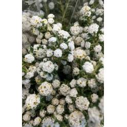 Phylica Italia 45cm 200gr (7 Dias - 2)