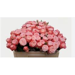 Ramificada First Date 40cm Rs. (7 Dias - 2)