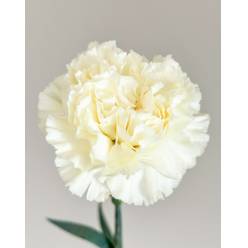 Clavel Nac. 60cm Diletta Crema (7 Dias - 2)