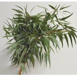 Eucalipto Alargado Nacional (7 Dias - 2)