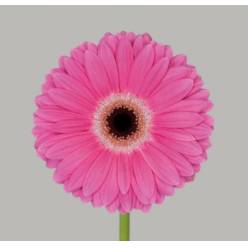 Gerbera Hol. Dreamer Fr "T25" (7 Dias - 2�)