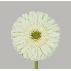 Gerbera Hol. Mint "T25" (7 Dias - 2)
