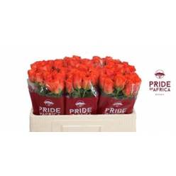 Rosa Hol. Mandarin 60cm x10 Nj.