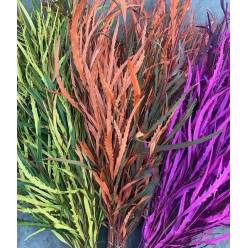 Grevillea Pintada Azul 75cm 200gr