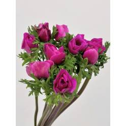 Anemona Italia Mistral Fucsia 45cm "Super"