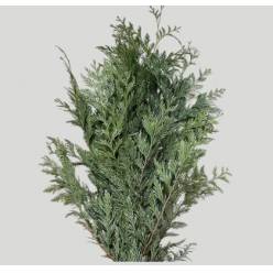 Tuya Pintada Nacional