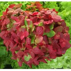 Hortensia Premium Emerald Tint. Red 60cm 17/18