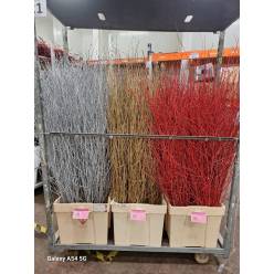 Betula Italia Brillantina Oro 120cm "T25"