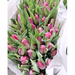 Tulipan Italia Bolroyal Pink