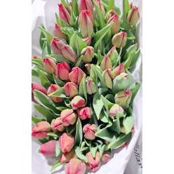 Tulipan Italia Red Gold