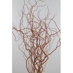 Salix Golden Curls 90cm "T100"