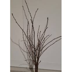 Ramaje De Cerezo 80cm "Paquete"