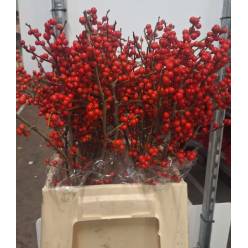 Ilex Verticillata 45cm "A2"