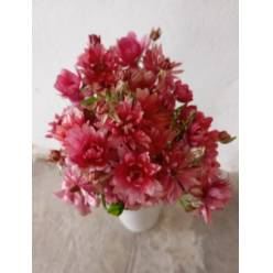 Ranunculos Ecu. Moderna Vega 50cm